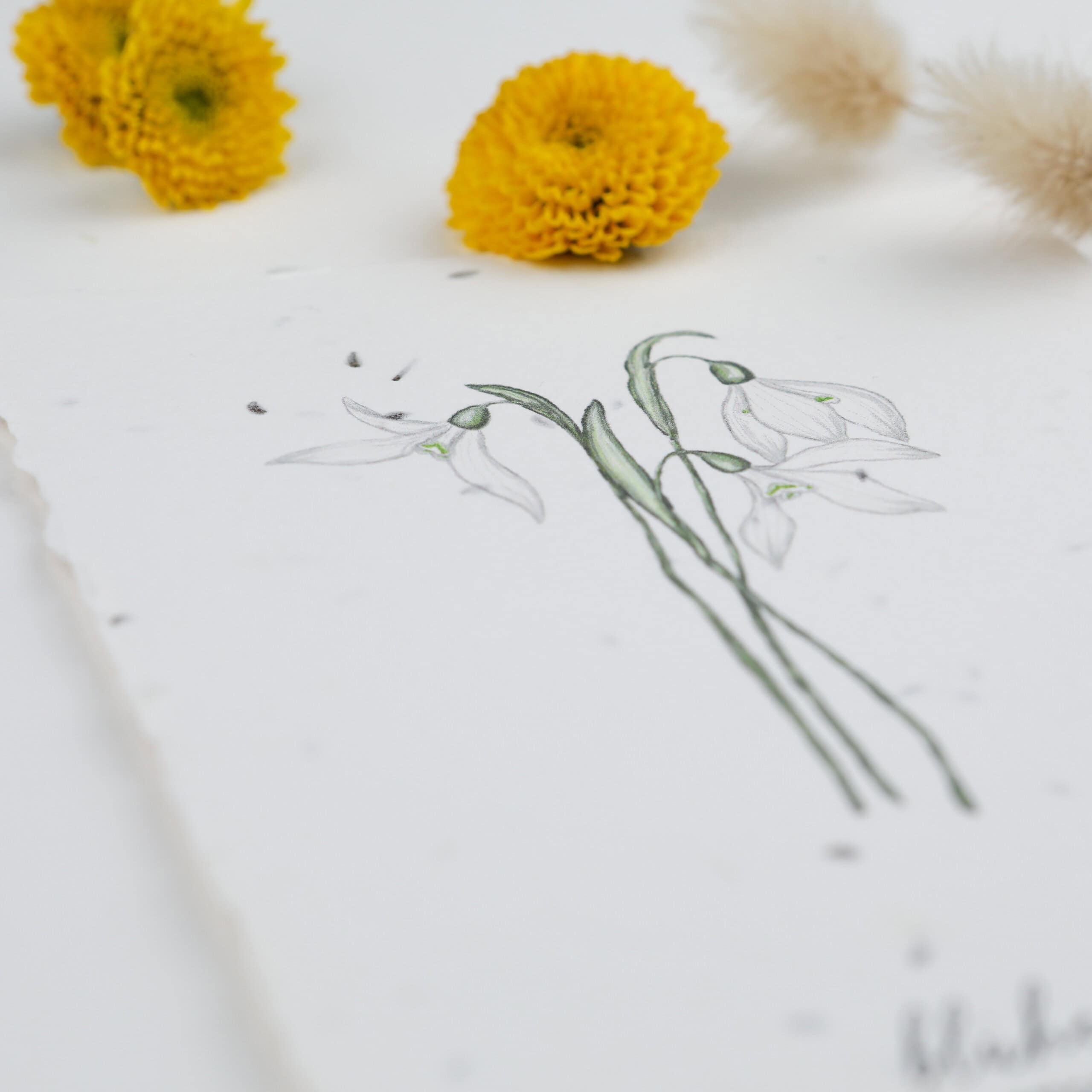 Frühlingskarten und Osterkarten aus handgeschöpftem Saatpapier mit Blumensamen der Wilden Möhre für wachsende Ostergrüße, Kartenmotiv: Schneeglöckchen