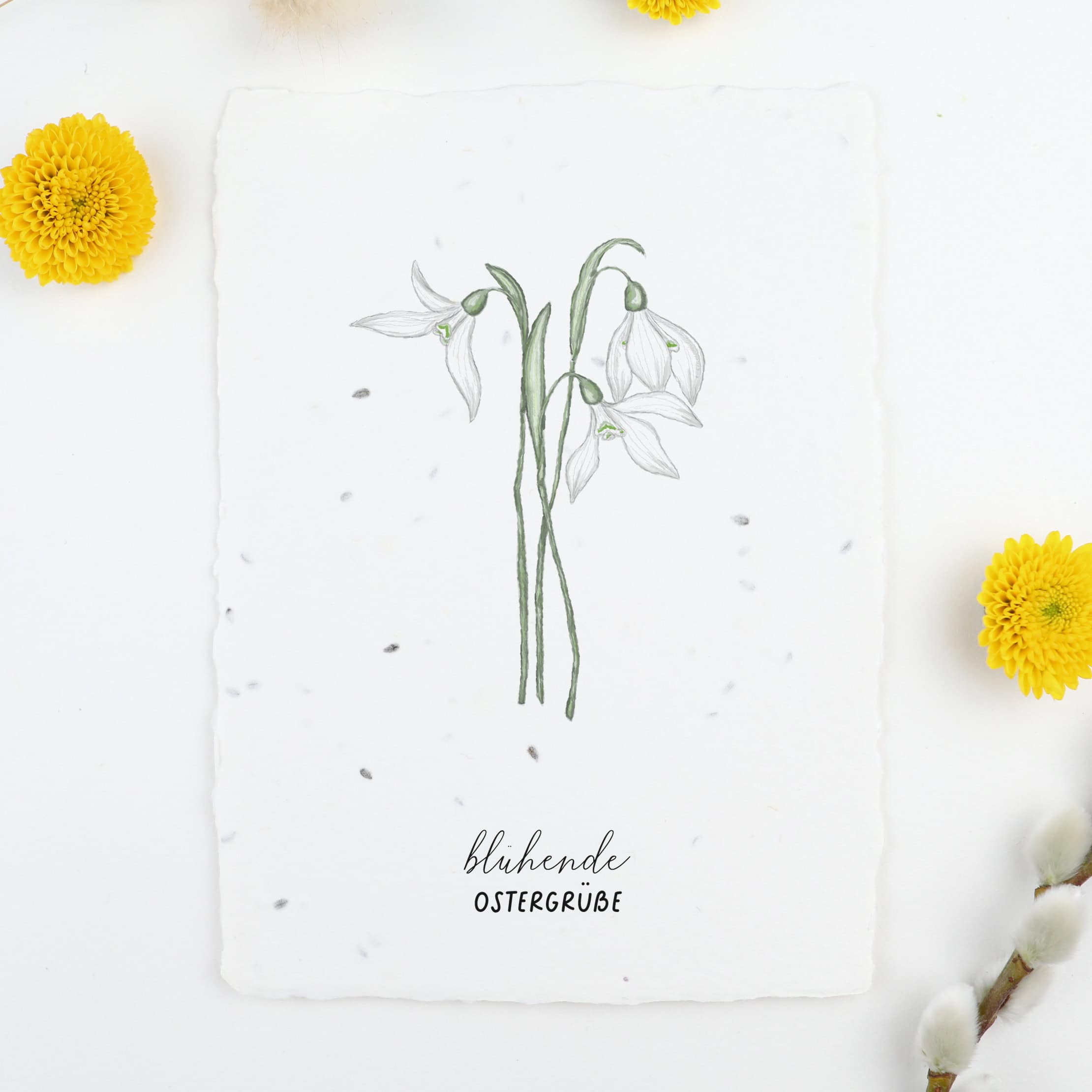 Frühlingskarten und Osterkarten aus handgeschöpftem Saatpapier mit Blumensamen der Wilden Möhre für wachsende Ostergrüße, Kartenmotiv: Schneeglöckchen