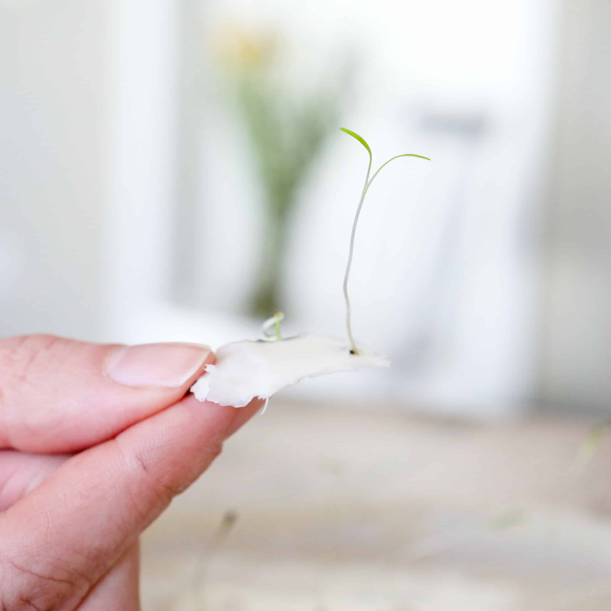 Keimlinge der Wilden Möhre sprießen aus handgeschöpftem Saatpapier der wachsenden Muttertagskarten