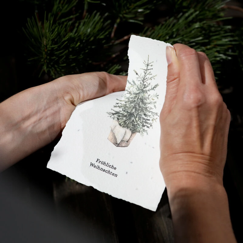 Samenkarte "Tannenbaum" – Bild 3