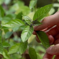 heylittlegreen-Zimtbasilikum aus handgeschöpftem Saatpapier-Wachsende Weihnachtskarte mit Ocimum basilicum (1)