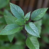 heylittlegreen-Zimtbasilikum aus handgeschöpftem Saatpapier-Wachsende Weihnachtskarte mit Ocimum basilicum (2)