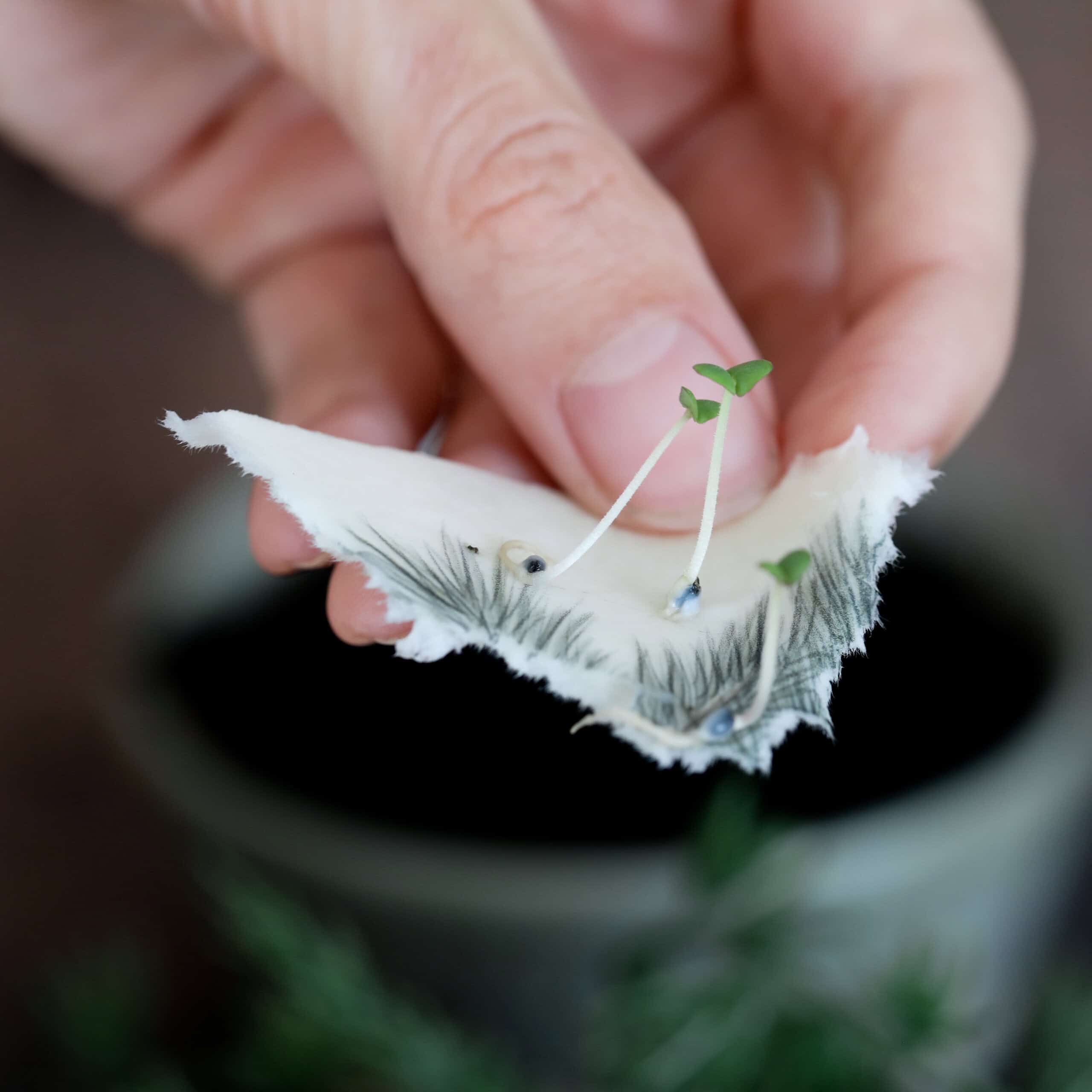 heylittlegreen-handgeschöpftes Saatpapier-Weihnachtskarten-Keimlinge-Zimtbasilikum (11)