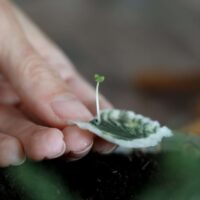 heylittlegreen-handgeschöpftes Saatpapier-Weihnachtskarten-Keimlinge-Zimtbasilikum (12)