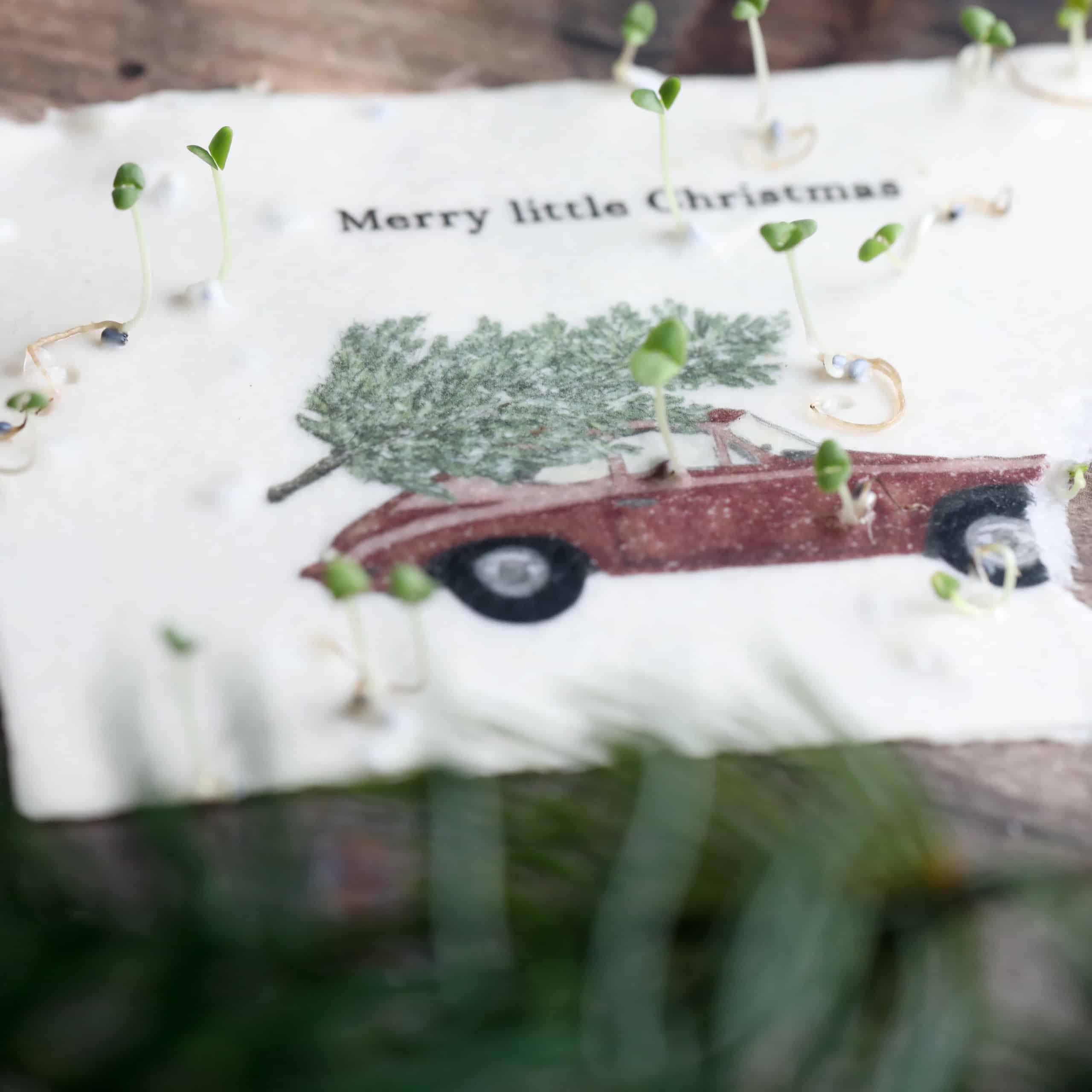 heylittlegreen-wachsende Weihnachtspost-Samenkarten zu Weihnachten-mit Zimtbasilikum (1)