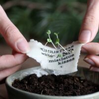 heylittlegreen-wachsende Weihnachtspost-Samenkarten zu Weihnachten-mit Zimtbasilikum (10)