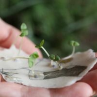 heylittlegreen-wachsende Weihnachtspost-Samenkarten zu Weihnachten-mit Zimtbasilikum (12)