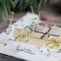 heylittlegreen-wachsende Weihnachtspost-Samenkarten zu Weihnachten-mit Zimtbasilikum (14)