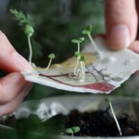 heylittlegreen-wachsende Weihnachtspost-Samenkarten zu Weihnachten-mit Zimtbasilikum (15)