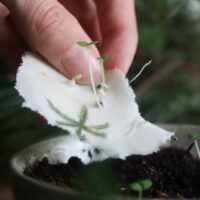heylittlegreen-wachsende Weihnachtspost-Samenkarten zu Weihnachten-mit Zimtbasilikum (16)