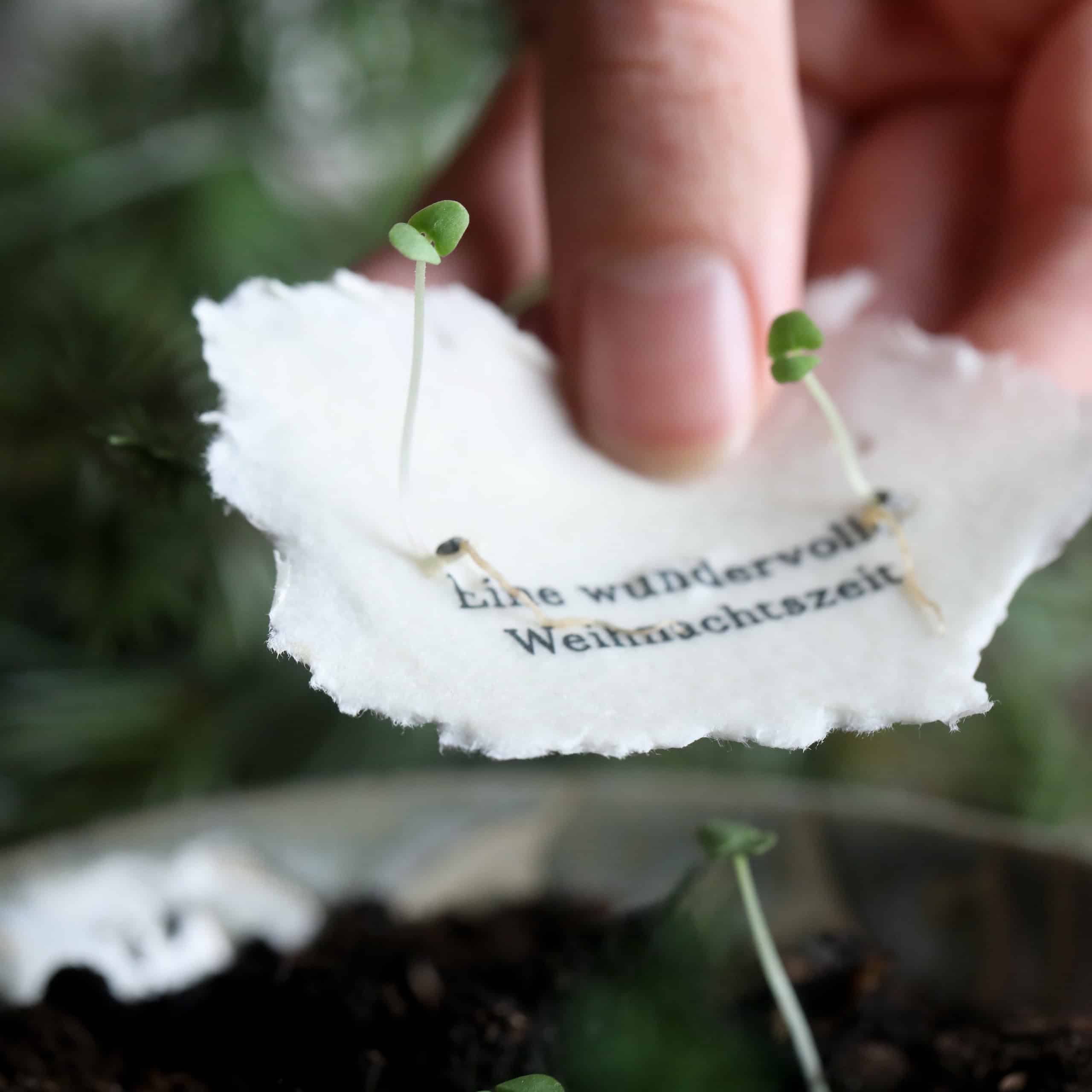 heylittlegreen-wachsende Weihnachtspost-Samenkarten zu Weihnachten-mit Zimtbasilikum (3)