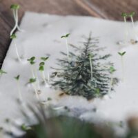 heylittlegreen-wachsende Weihnachtspost-Samenkarten zu Weihnachten-mit Zimtbasilikum (5)