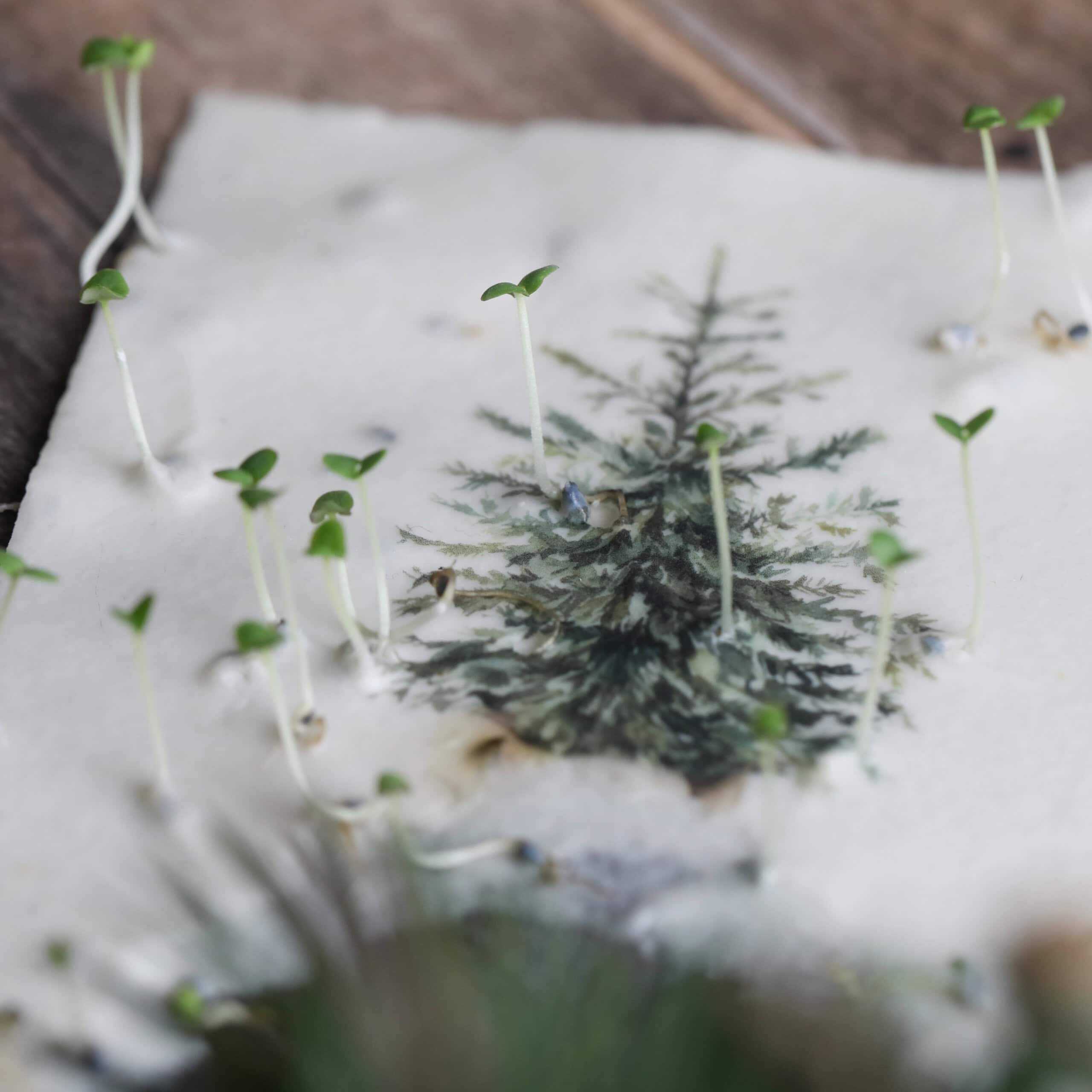 heylittlegreen-wachsende Weihnachtspost-Samenkarten zu Weihnachten-mit Zimtbasilikum (5)