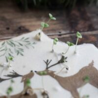 heylittlegreen-wachsende Weihnachtspost-Samenkarten zu Weihnachten-mit Zimtbasilikum (6)