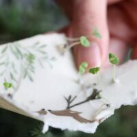 heylittlegreen-wachsende Weihnachtspost-Samenkarten zu Weihnachten-mit Zimtbasilikum (7)