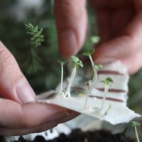 heylittlegreen-wachsende Weihnachtspost-Samenkarten zu Weihnachten-mit Zimtbasilikum (8)