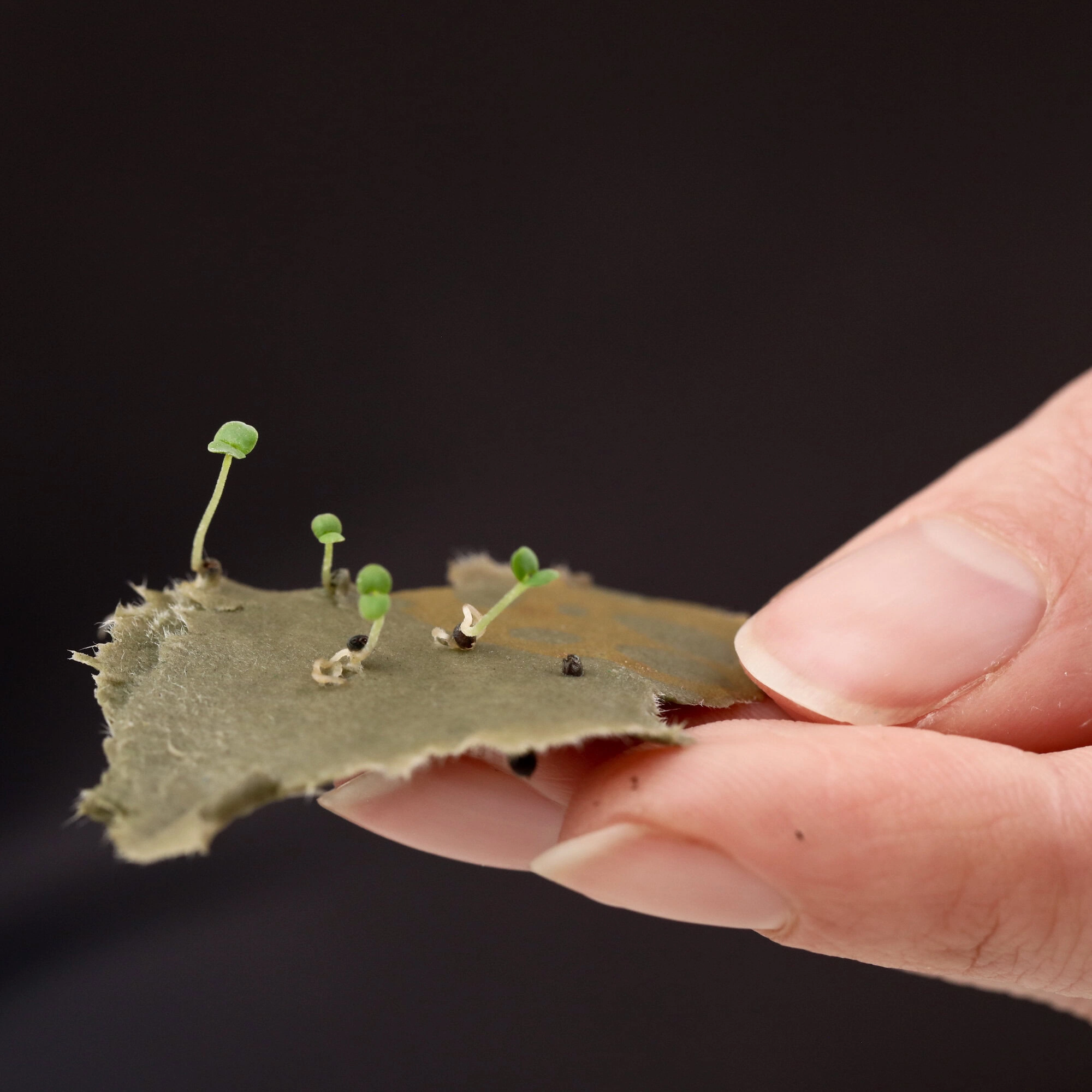 einpflanzbares Papier von heylittlegreen
