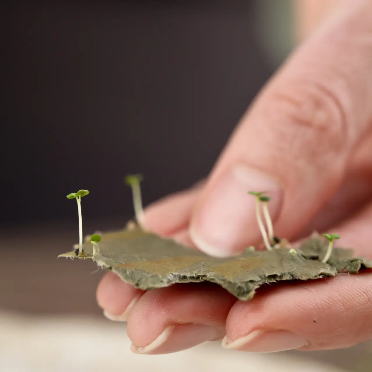 Wachsendes Papier von heylittlegreen zu Ostern