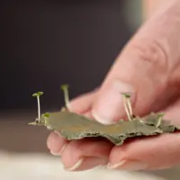 heylittlegreen-einpflanzbare-Osterkarten-keimen Wachsendes Papier von heylittlegreen zu Ostern