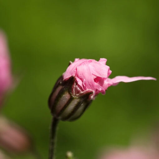 Kuckucks-Lichtnelke-Knospe; lose Samen im Samentütchen von Lychnis flos-cuculi