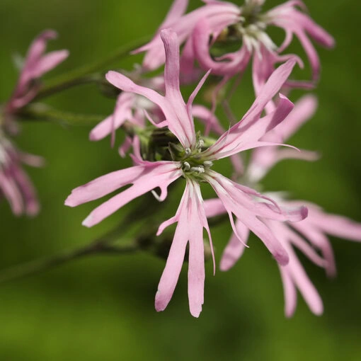 Kuckucks-Lichtnelke (Lychnis flos-cuculi) Blüte, erhältlich als loses Saatgut im Samentütchen