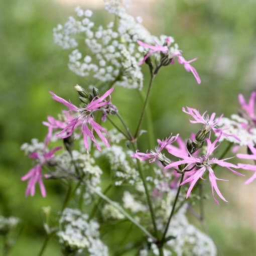 Kuckucks-Lichtnelke kombiniert mit Wiesenkümmel