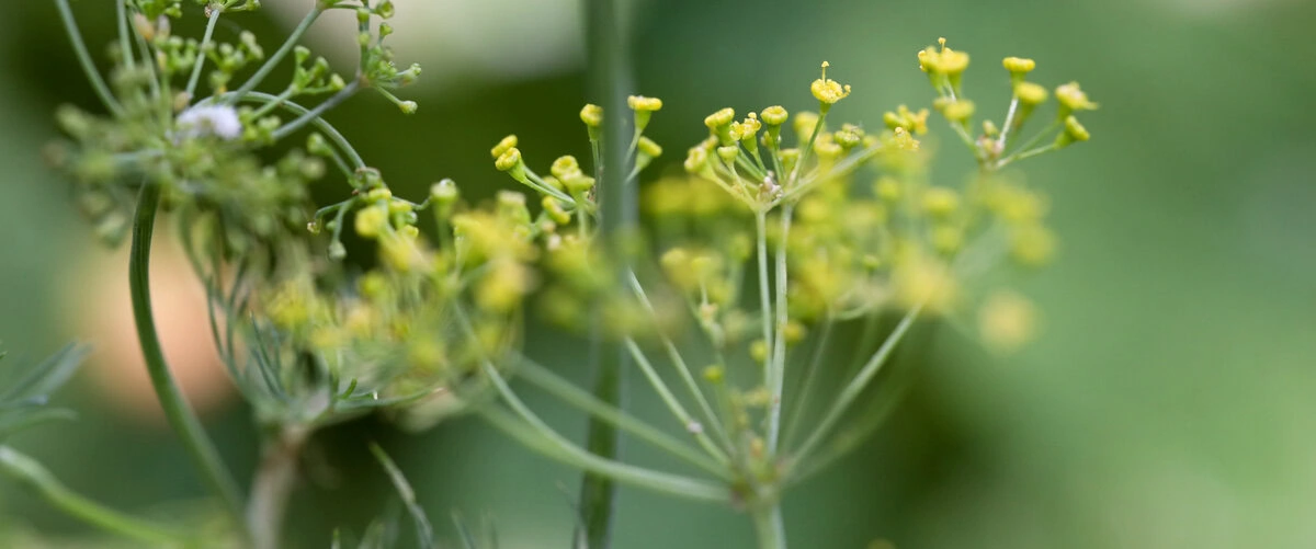 Dill Blüte