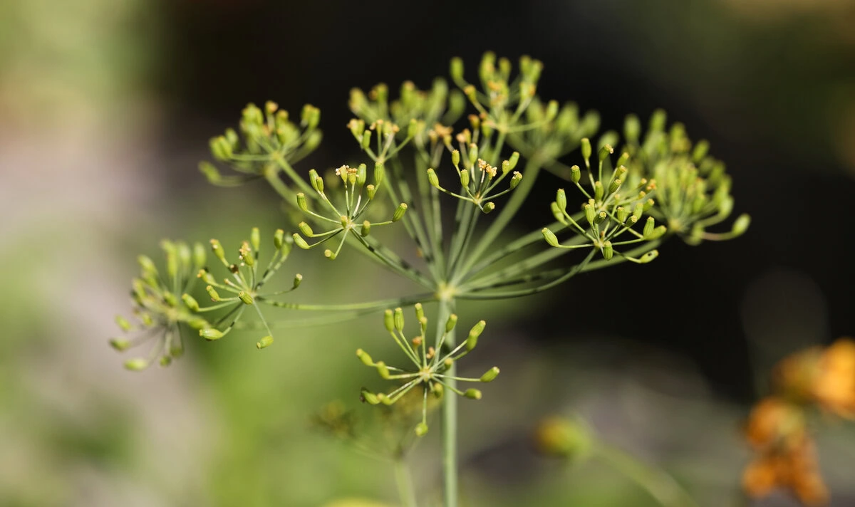 Blütendolden des Dills (Anethum graveolens)