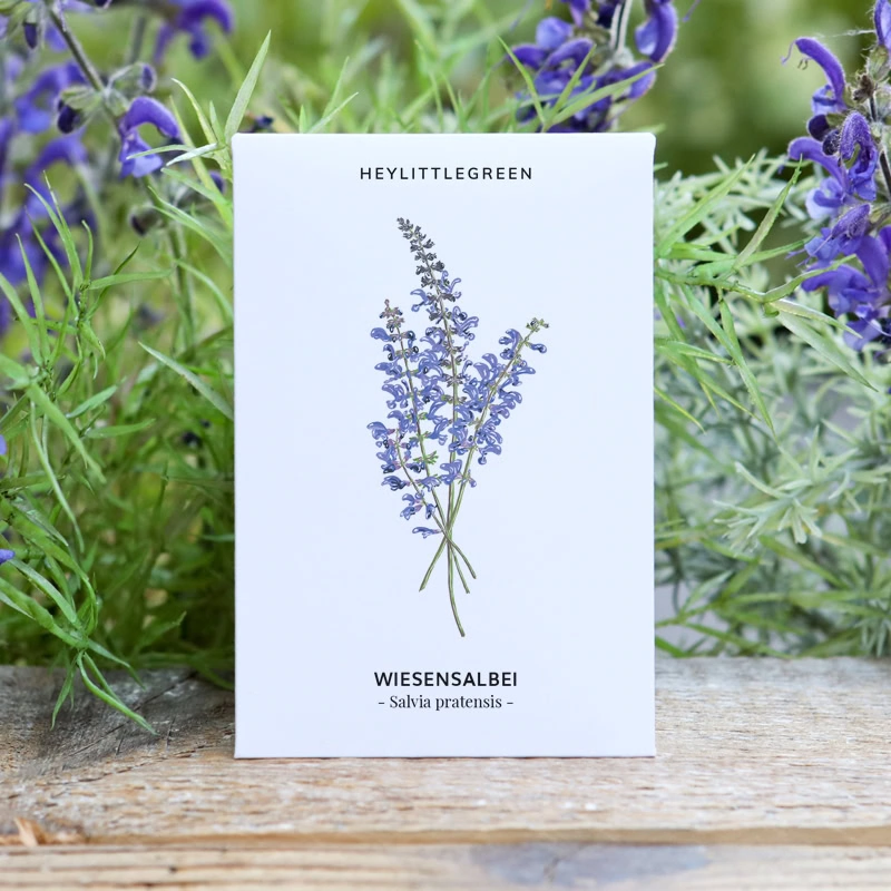 Samentütchen Wiesensalbei