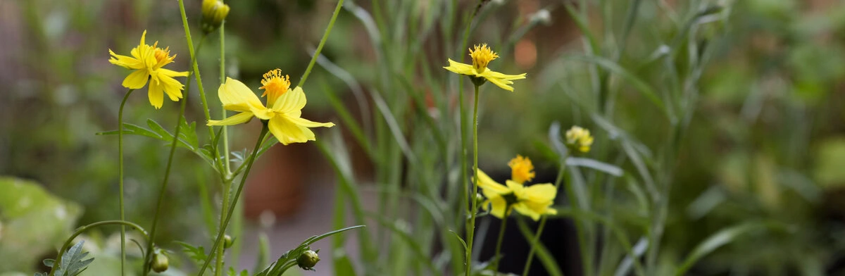 Blüten des Schmuckkörbchens Crest Lemon