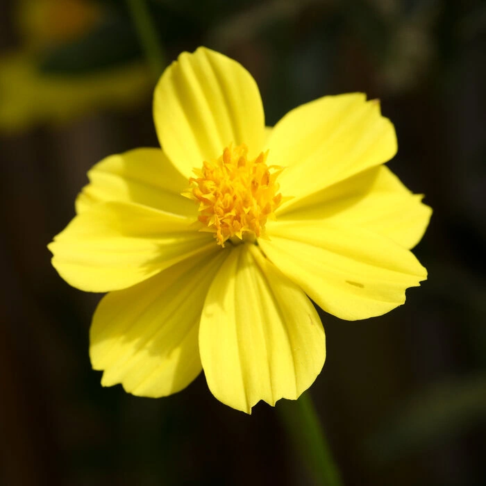Samentütchen Schmuckkörbchen "Crest Lemon" – Bild 3