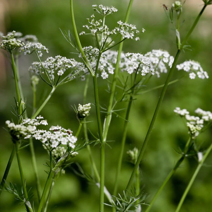 Wiesenkümmel Carum Carvi heimische Wildpflanze