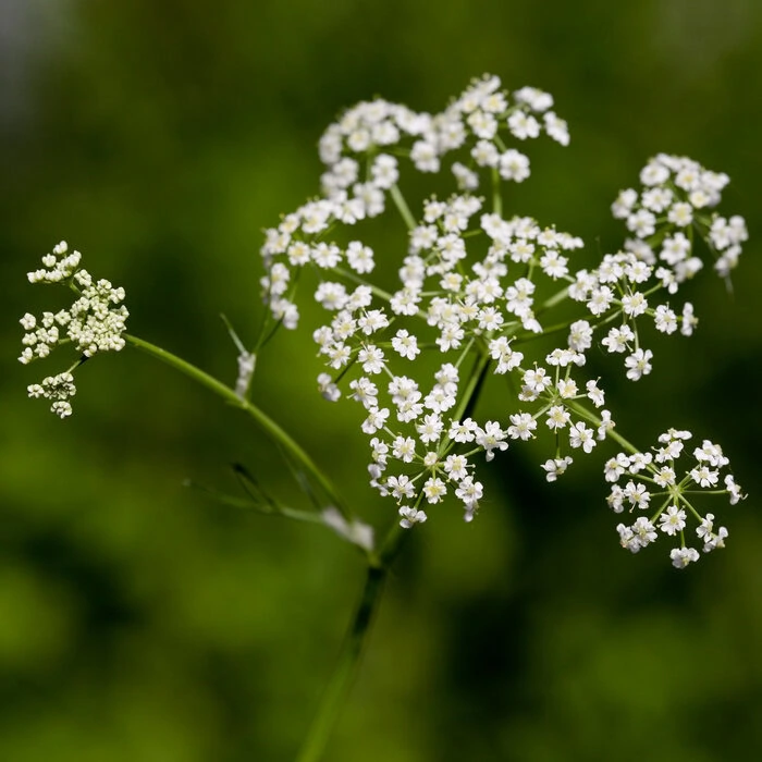 Wiesenkümmel Carum Carvi Doldenblütler