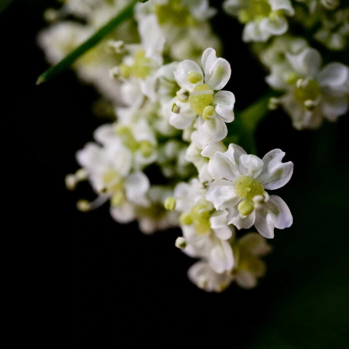Wiesenkümmel Carum Carvi Nahaufnahme Blüte