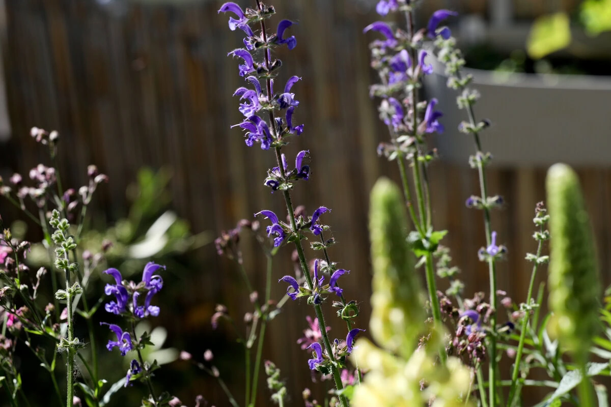 Blüten des Wiesensalbei