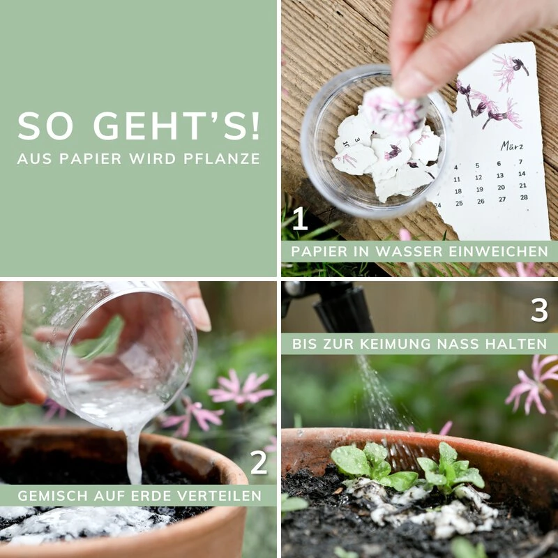 Kalenderseite aus Saatpapier wird eingepflanzt und verwandelt sich in neue Pflanzen