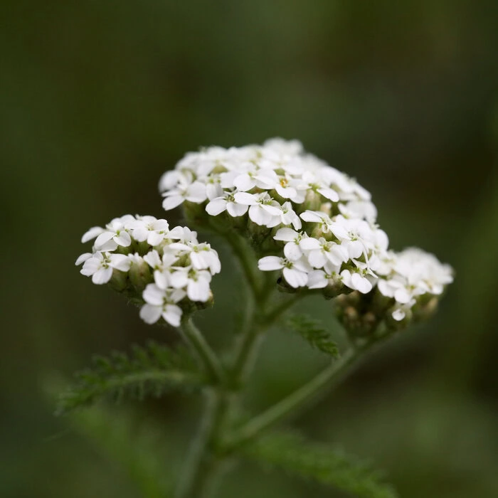 Schafgarbe Blütenstände Achillea millefolium