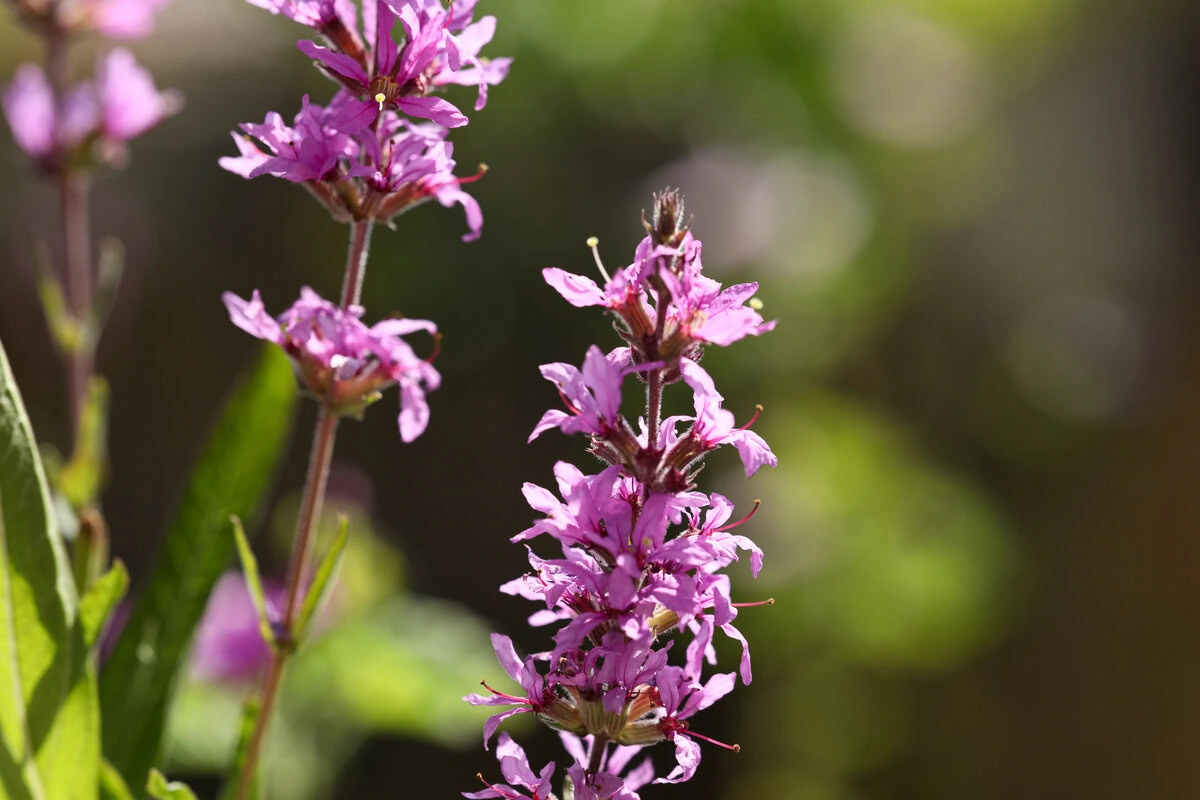 Blüten des Blutweiderich