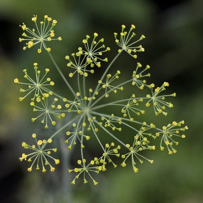 Dill Blüte Anethum graveolens Saatgut