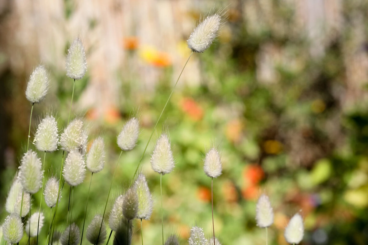 Flauschige Blütenstände von Hasenschwanzgras