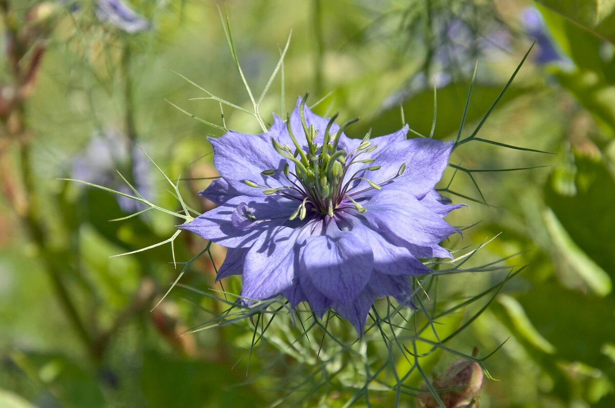 Jungfer im Grünen "Miss Jekyll Dark Blue" (Nigella damascena)