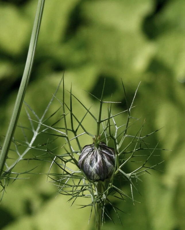 Jungfer im Grünen "Miss Jekyll Dark Blue" (Nigella damascena)
