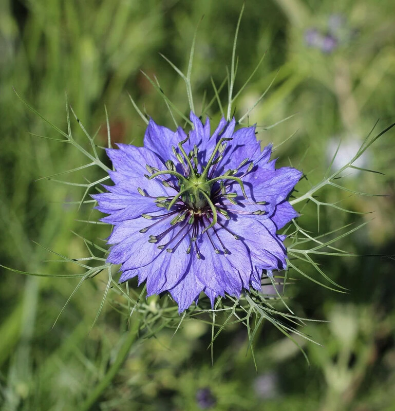 Jungfer im Grünen "Miss Jekyll Dark Blue" (Nigella damascena)