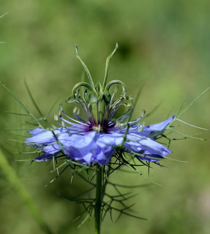 Jungfer im Grünen "Miss Jekyll Dark Blue" (Nigella damascena)