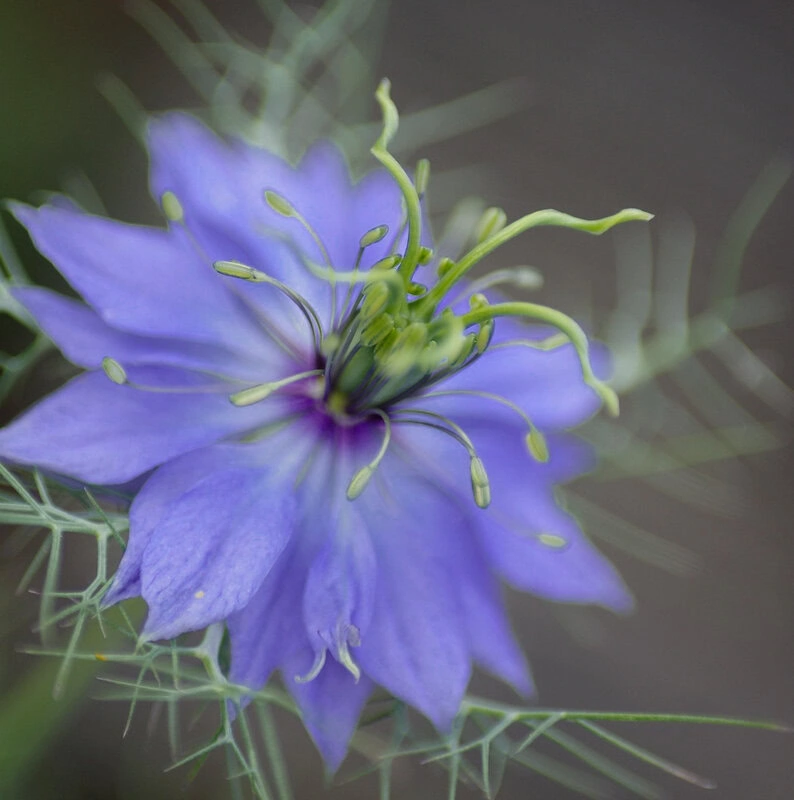 Jungfer im Grünen "Miss Jekyll Dark Blue" (Nigella damascena)