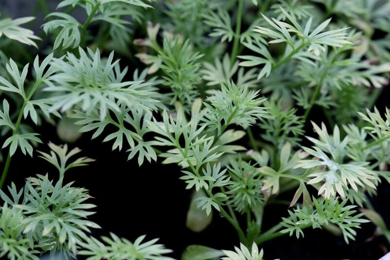 Jungfer im Grünen "Miss Jekyll Dark Blue" (Nigella damascena)