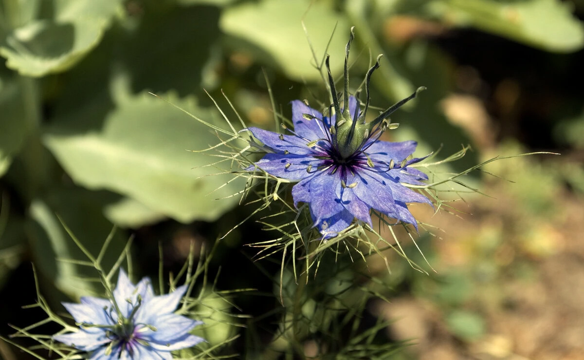 Jungfer im Grünen "Miss Jekyll Dark Blue" (Nigella damascena)