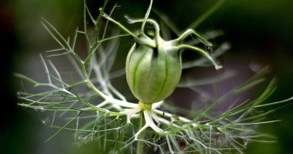 Jungfer im Grünen "Miss Jekyll Dark Blue" (Nigella damascena)