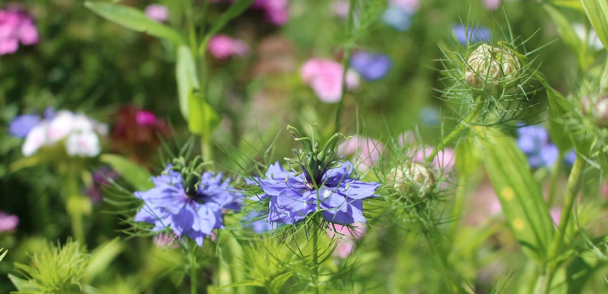 Jungfer im Grünen "Miss Jekyll Dark Blue" (Nigella damascena)