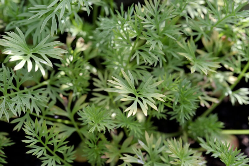 Jungfer im Grünen "Miss Jekyll Dark Blue" (Nigella damascena)